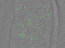 key visualization for TS_09