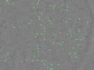 key visualization for TS_19