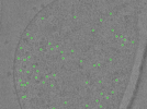 key visualization for TS_20