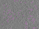 key visualization for ay08102021_grid_2_lamella2_pos8