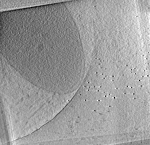 key visualization for Pseudomonas aeruginosa