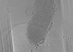 key visualization for Hpylori_dFliF_FISE