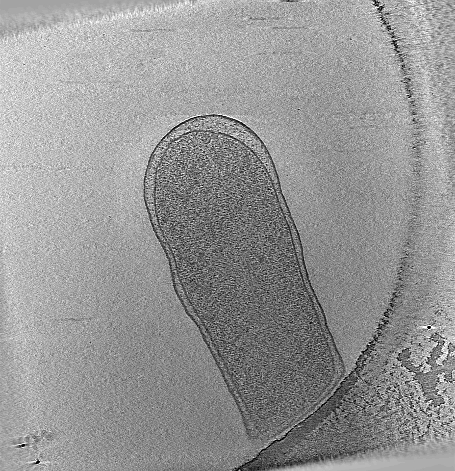 key visualization for Coxiella burnetii_wt