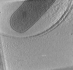 key visualization for L. pneumophila JV2067