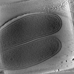 key visualization for L. pneumophila JV7058