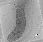 key visualization for M. magneticum dK203_3h_induced