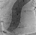 key visualization for M. magneticum dK203_8h_induced