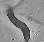 key visualization for M. magneticum magnetosome induced t4