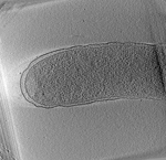 key visualization for H. pylori 26695 WT