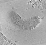 key visualization for Bdellovibrio attack-phase