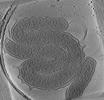 key visualization for Hylemonella gracilis