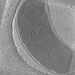 key visualization for Vibrio cholerae (GFP-MreB)