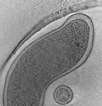 key visualization for Campy flhBc cells