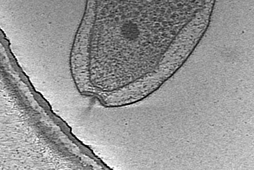 key visualization for Campy motB mutant