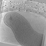 key visualization for High magnification tomograms of whole WT Campylobacter cells