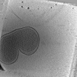 key visualization for WT Salmonella minicell-producing strain 17261, 5hr growth