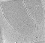 key visualization for V. cholerae delta CheA1,2,3