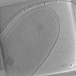 key visualization for P. aeruginosa PAO1 Wild Type