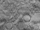 key visualization for Plasma membranes isolated by unroofing - Grid 01