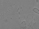 key visualization for tomo_c2c1_11