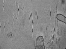 key visualization for tomo_c2c1_11