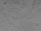 key visualization for tomo_c2c1_21