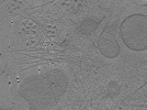 key visualization for tomo_c2c1_25