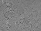 key visualization for tomo_c2c1_26