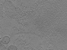 key visualization for tomo_c2c1_59