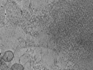 key visualization for tomo_c2c1_59