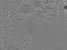 key visualization for AQB1tomo020