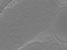 key visualization for ASB1tomo009