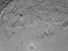 key visualization for ASB1tomo1159