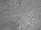 key visualization for ASB2_ts10