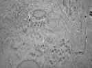key visualization for ASB2_ts16
