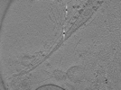 key visualization for ASB2_ts22