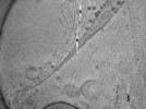 key visualization for ASB2_ts22