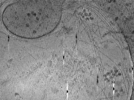 key visualization for ASB2_ts4