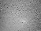 key visualization for ASB2_ts5