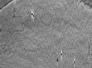 key visualization for ASB2_ts7