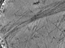 key visualization for Plasma membranes isolated by unroofing - Grid 09