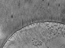 key visualization for ASB4tomo12