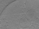 key visualization for ASB4tomo14