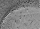 key visualization for ASB4tomo35