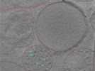key visualization for 24aug01b_Position_10_2