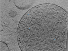 key visualization for CryoET of near-minimal cells Mycoplasma mycoides JCVI-Syn3A for the development of subtomogram averaging pipelines