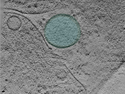 key visualization for 24may06a_Position_53_2