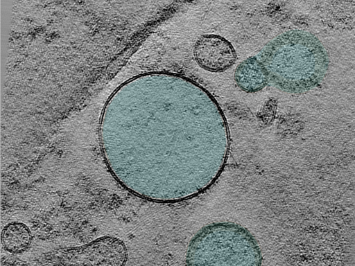 key visualization for 24may06a_Position_6_4