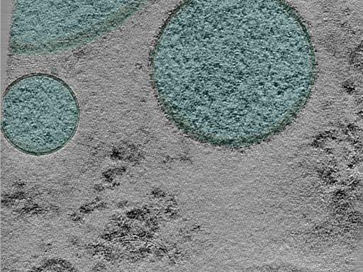 key visualization for 24may06a_Position_6_5