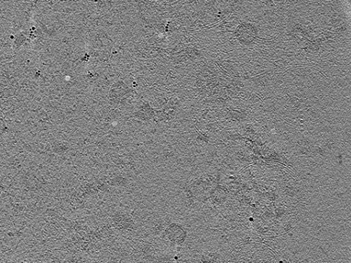 key visualization for tomogram_003